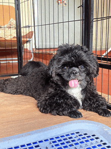 a small black dog with a pink tongue sticking out in front of a fence