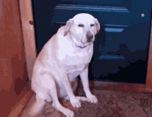 Sad Dog GIF - Sad Dog Guilty GIFs