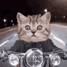 Cat Motor GIF - Cat Motor Rider GIFs