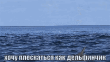 дельфин животные океан море вода плескаться GIF - Animal Dolphin Ocean GIFs