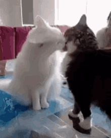 Miao Cats GIF - Miao Cats Kiss GIFs