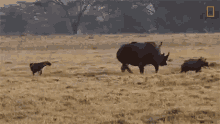 defending calf rhino mom teaches hungry hyenas not to mess with her calf world rhino day running away leaving