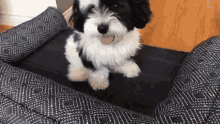 Cocothedog Cute GIF - Cocothedog Dog Cute GIFs