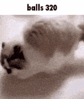 a cat is playing with a ball on the floor and says balls 320 .