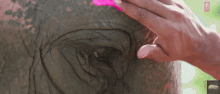 Painting Coloring GIF - Painting Coloring Elephant GIFs
