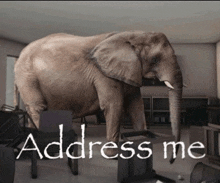 an elephant is standing in a room with the words address me written on the bottom