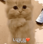 Kitten Love GIF - Kitten Love Luvu GIFs