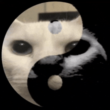 Cat Yin Yang GIF - Cat Yin Yang Duality Of Soul GIFs