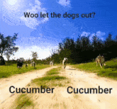 Cucumber Let The Dogs Out GIF - Cucumber Let The Dogs Out GIFs