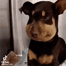 a brown and tan dog is sitting on a bed and looking at the camera .
