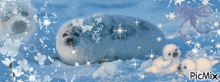 a picture of seals in the snow with picmix written on the bottom right