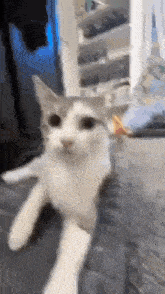 Ayo Cat GIF - Ayo Cat GIFs