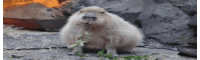 a capybara is eating a piece of grass and looking at the camera .