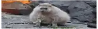 a capybara is eating a piece of grass and looking at the camera .