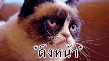 แมว หน้าบึ้ง ดึงหน้า GIF - Cat Grumpy Angry GIFs