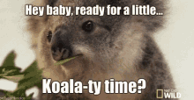 Koala Koala Ty Time GIF - Koala Koala Ty Time Puns GIFs