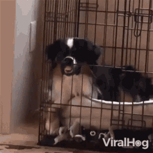 Angry Dog Viralhog GIF - Angry Dog Viralhog Upset GIFs