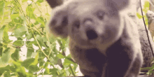 Curious GIF - Curious Animals Koala GIFs