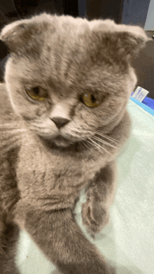 Cookie Cat GIF - Cookie Cat Scootish Fold GIFs