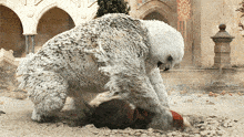 Dungeons And Dragons Honor Among Thieves GIF - Dungeons And Dragons Honor Among Thieves Owlbear GIFs