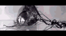 a black and white photo of two ants eating a bug .