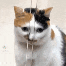 Cat Auto Door GIF - Cat Auto Door Nose GIFs