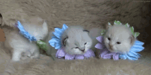 Kittens Flowers GIF