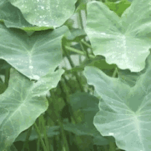 Nature Leaves GIF