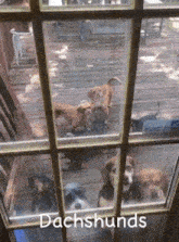 Dachshund Dogs GIF - Dachshund Dogs GIFs