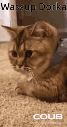 Wassup Dorka Cat GIF - Wassup Dorka Cat Kity GIFs