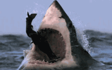 wow its jaws