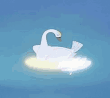 Swan Transform GIF
