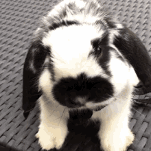 cute bunny rabbit nose wiggle