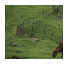 Atrapa A La Vaca Incremax GIF