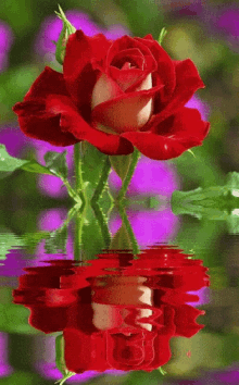 Flower Rose GIF - Flower Rose Reflection GIFs