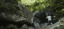 a group of people are standing on top of a rock in the woods .