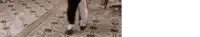 a person is walking down a tiled floor with a pattern .