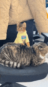 Cat Massage GIF - Cat Massage Cute GIFs