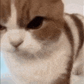 Anger Cat GIF - Anger Cat Angry GIFs