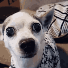 Pet Lover Angry Emoji GIF - Pet Lover Angry Emoji Angry Dog GIFs