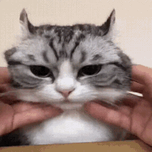 Komar Cat GIF - Komar Cat GIFs
