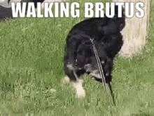 Brutus Walking Brutus GIF