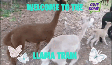 Llama Mama Train Welcome Aboard Hi Kind Llamakind GIF - Llama Mama Train Welcome Aboard Hi Kind Llamakind GIFs