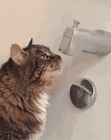 Cat Drinking GIF - Cat Drinking Fail GIFs