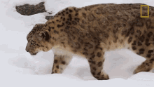 Walking Around Snow Leopards101 GIF