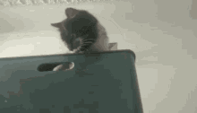Chat Cat GIF - Chat Cat Destruction GIFs