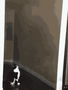 Cat Alien Taken GIF