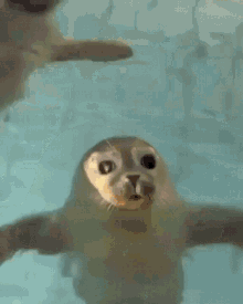 Seal Cute GIF - Seal Cute Lovely GIFs