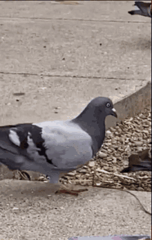 Almerion Pigeon Dance GIF - Almerion Pigeon Dance GIFs