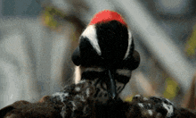 a close up of a black and white bird with a red beak